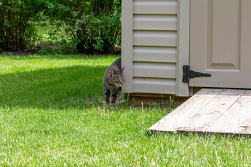 Close up view of a curious gray striped tabby cat walking along a modern back yard garden shed on a...