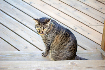 Close up view of a curious gray and black striped tabby cat sitting on a cedar wood deck, looking outward