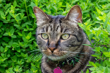 Close up view of a curious gray and black striped tabby cat peering out from behind a leafy green spiraea bush