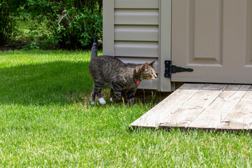 Close up view of a curious gray striped tabby cat walking along a modern back yard garden shed on a sunny day