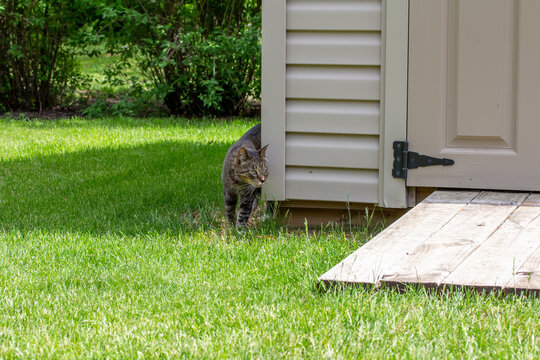 Close up view of a curious gray striped tabby cat walking along a modern back yard garden shed on a sunny day