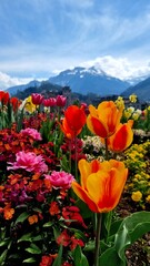 red and yellow tulips with mountains behind