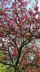 Fototapeta premium maple leaves