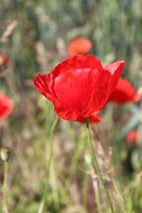 Mohnblume Mohnblüte rote Blüte rot Blume mit Parasiten