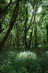 Eclairage dans le sous-bois