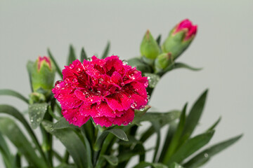 Buds and burgeons of red cornation on the gray background.