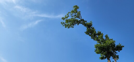 sky and tree