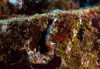 A Nembrotha Lineolata nudibranch crawling Boracay Island Philippines