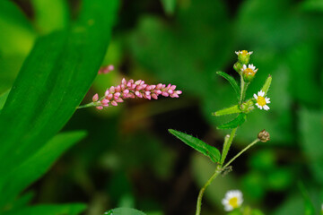 イヌタデとハキダメギク