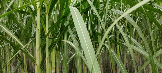 green grass background sugarcane farm  - obrazy, fototapety, plakaty