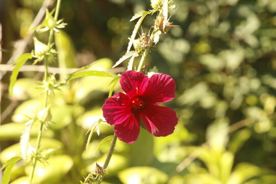 A red kenaf flower (Hibiscus cannabinus) growing in Babaka village, Hula, Papua New Guinea