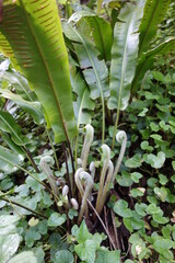 Asplenium scolopendrium, langue de cerf