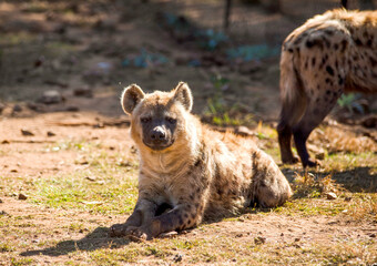 Hyena resting in his cave on a rock with his herd in the African savannah of South Africa is one of the stars of safaris, and one of the great African predators and a dangerous animal.