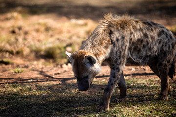 Hyena walking through the African savannah of South Africa in search of food as it is a carnivorous and dangerous animal that lives in the wildlife and in a pack being enemies of the lions.