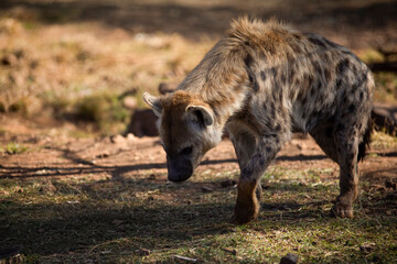 Hyena walking towards her herd in the African savannah of South Africa, it is a carnivorous animal and lives the wildlife being one of the most dangerous animals in the savannah.