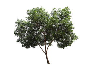 Green tree on​ a​ white​ background.