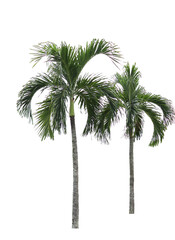 Fototapeta premium palm tree isolated on a white background