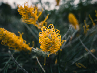 Yellow grevillea