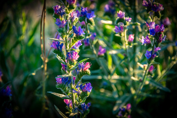 Campo de flores, plantas silvestres y amapolas	