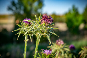 Campo de flores, plantas silvestres y amapolas	