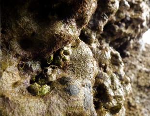 Sea acorns (Balanus) on the rocks