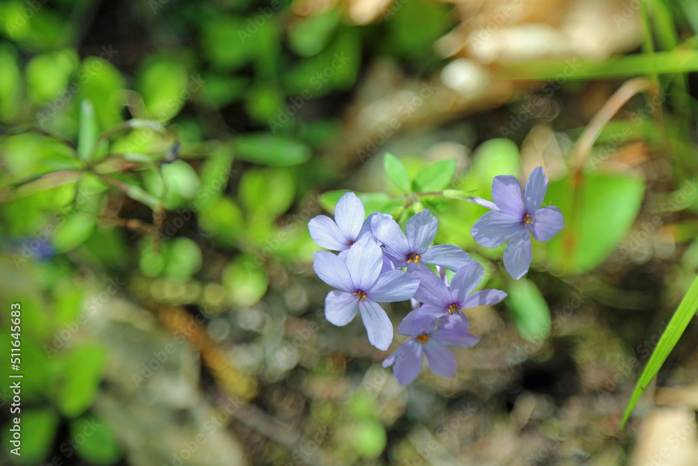 Canvas Prints Wild blue phlox flowers - Great Smoky Mountains NP, North Carolina