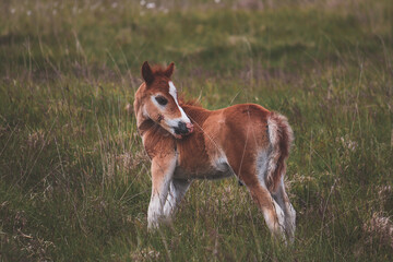 Naklejka na ściany i meble Wild Welsh Mountain Pony - Brecon Beacon National Park