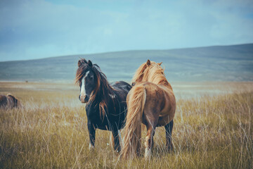 Wild Welsh Mountain Pony - Brecon Beacon National Park