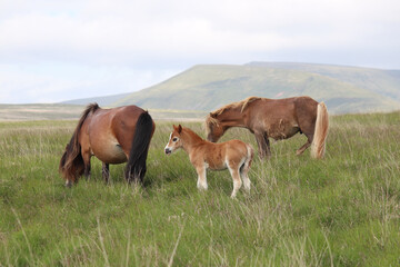 Fototapeta na wymiar Wild Welsh Mountain Pony - Brecon Beacon National Park