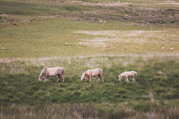 Wild Welsh Mountain Pony - Brecon Beacon National Park