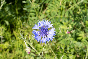 blue flower in the grass