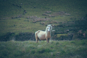 Naklejka na ściany i meble Wild Welsh Mountain Pony - Brecon Beacon National Park