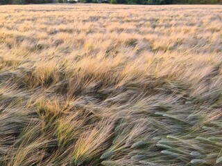 field of wheat