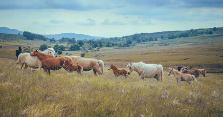 Wild Welsh Mountain Pony - Brecon Beacon National Park