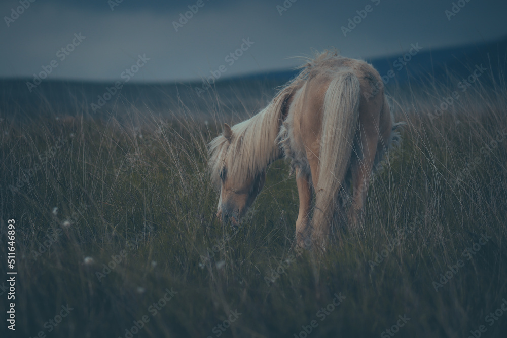 Wall mural Wild Welsh Mountain Pony - Brecon Beacon National Park