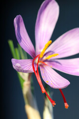 Purple flower head of "saffron crocus (Crocus sativus) and the vivid crimson stigma and styles close up macro photography.