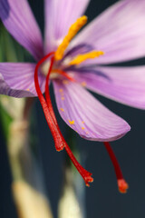 Purple flower head of "saffron crocus (Crocus sativus) and the vivid crimson stigma and styles close up macro photography.