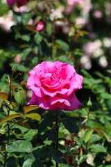 Vivid pink rose flower head of 