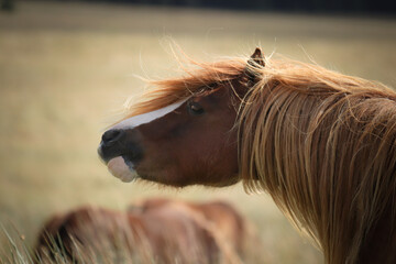 Wild Welsh Mountain Pony - Brecon Beacon National Park