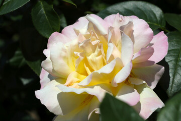 White based with pink an yellow colored rose flower head of "Peace 1939, France", close up macro photography taken under tne sun.