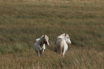 Wild Welsh Mountain Pony - Brecon Beacon National Park