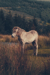 Wild Welsh Mountain Pony - Brecon Beacon National Park