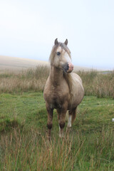 Wild Welsh Mountain Pony - Brecon Beacon National Park