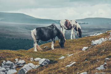 Wild Welsh Mountain Pony - Brecon Beacon National Park