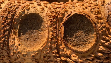 Rhizome bud dry bamboo background and textures