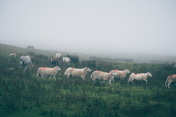 Wild Welsh Mountain Pony - Brecon Beacon National Park