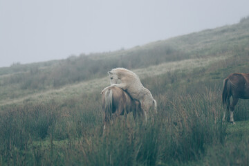Obraz na płótnie Canvas Wild Welsh Mountain Pony - Brecon Beacon National Park