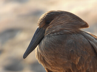 Hamerkop in a riverbed in the Kruger Park