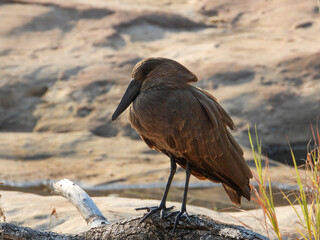 Hamerkop in a riverbed in the Kruger Park
