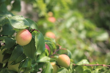 梅の実。初春は綺麗な花でしたが、実をつけました